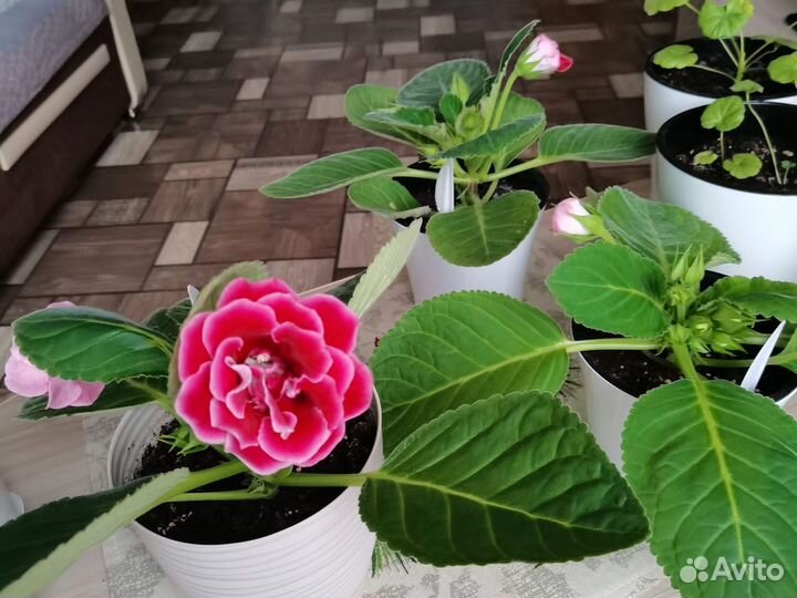 Глоксиния цветущая