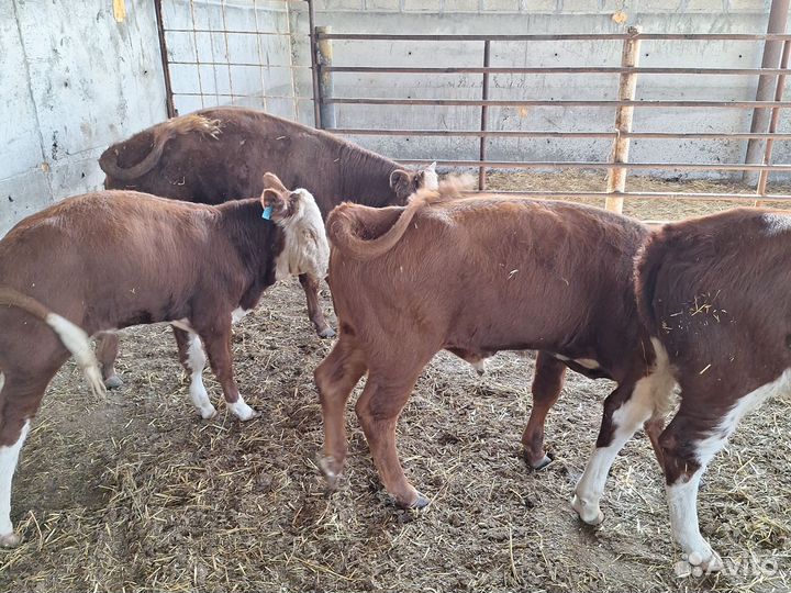 Бычки казахские белоголовые