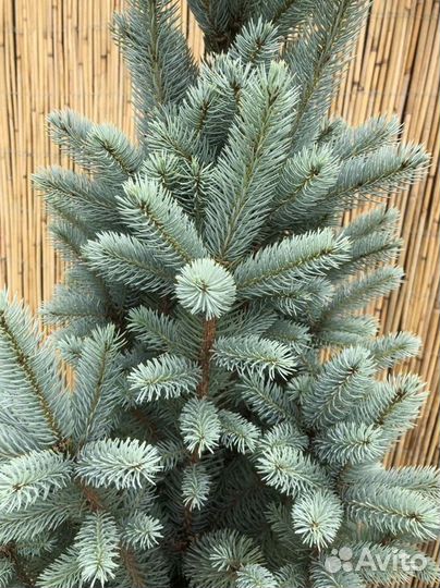 Ель голубая 'Iseli Fastigiata'