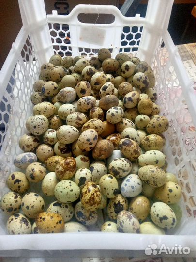 Яйца перепелиные инкубационное и столовое