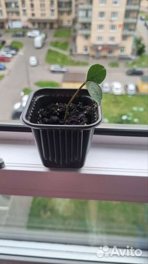 Замиокулькас