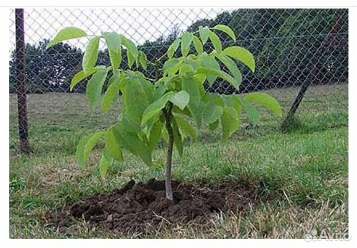 Грецкий орех саженцы