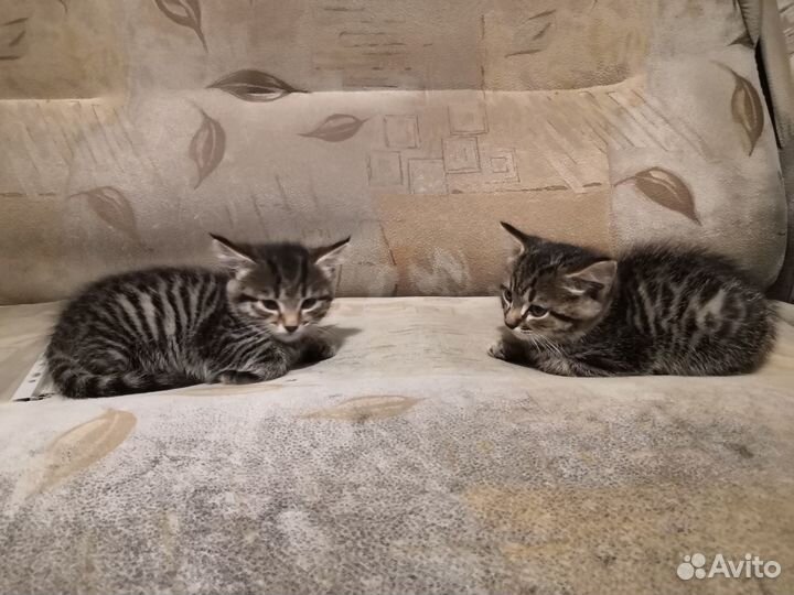 Отдам котят