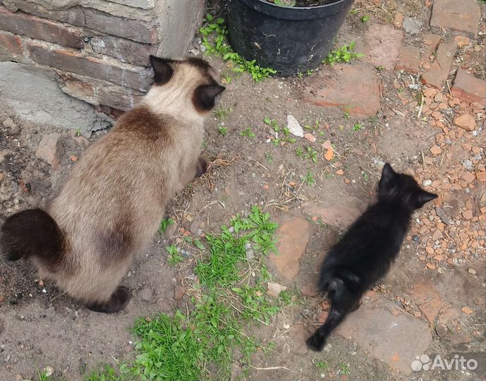 Бобтейл кошки, 1,5 мес