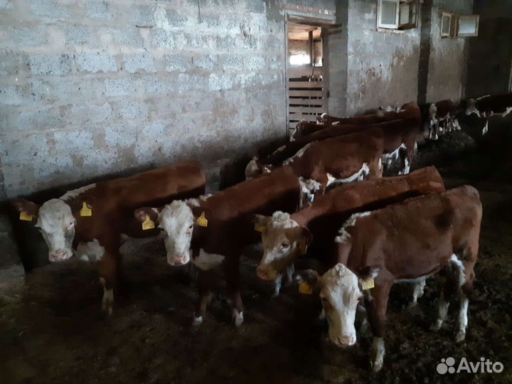 Быки, телята, герефорд