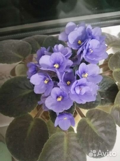 Фиалка в горшках