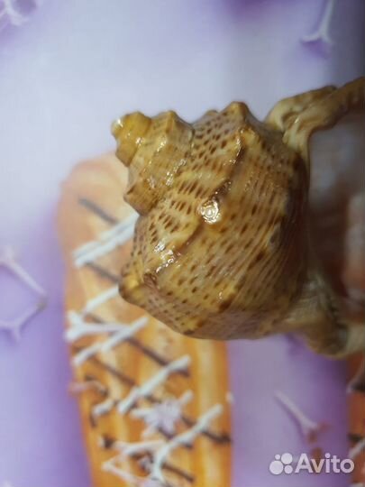 Ракушки с моря