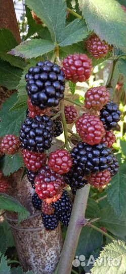 Саженцы ежевики бесшипной