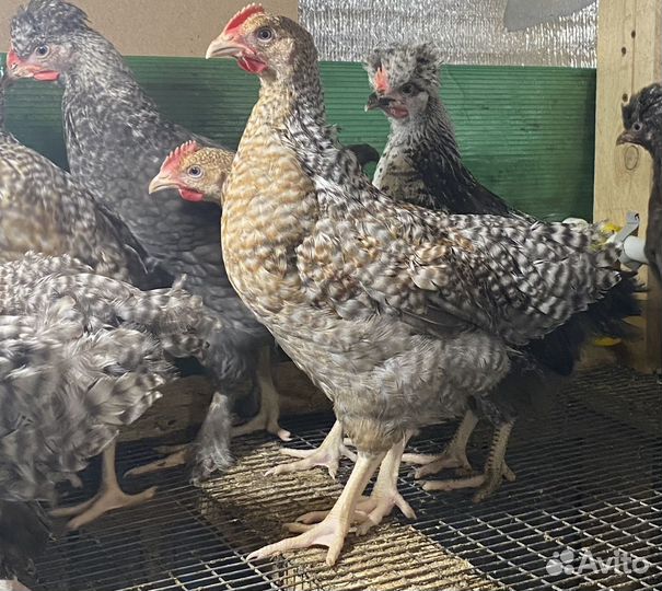 Петухи молодые породистые