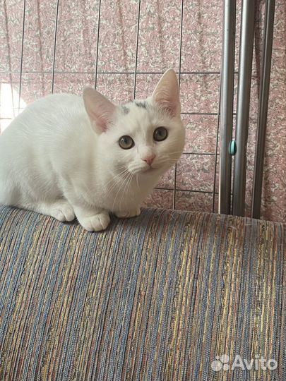 Кошечка бесплатно