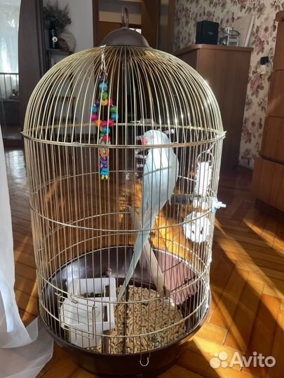 Ожереловый попугай