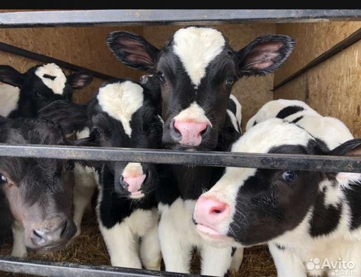 Телята бычки