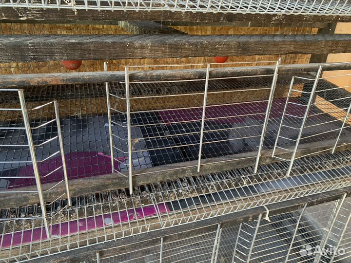 Клетка для перепелов и кур (переносная)