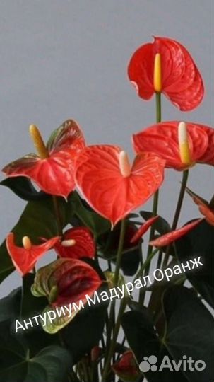 Цветущие антуриумы