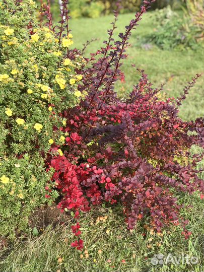 Саженцы барбариса