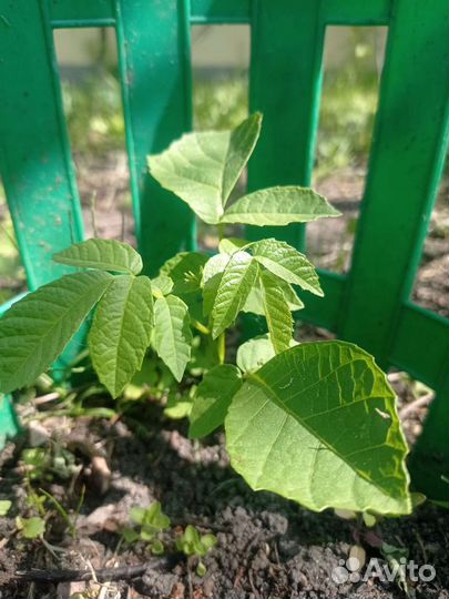 Грецкий орех саженцы