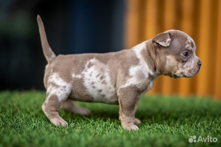 Американский булли микро