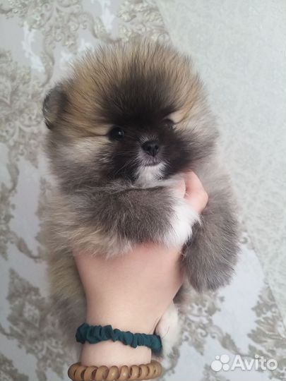 Померанский шпиц