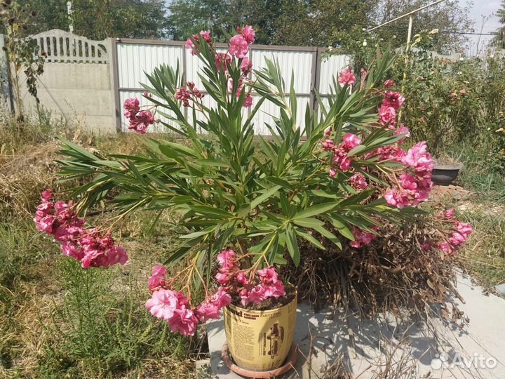Саженцы олеандра махрового