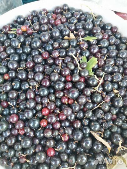 Черная смородина лесная