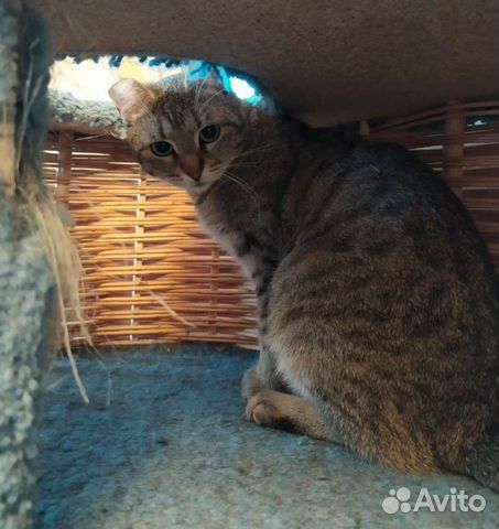 Кошка Зайчуха 9 месяцев,стерелизованна