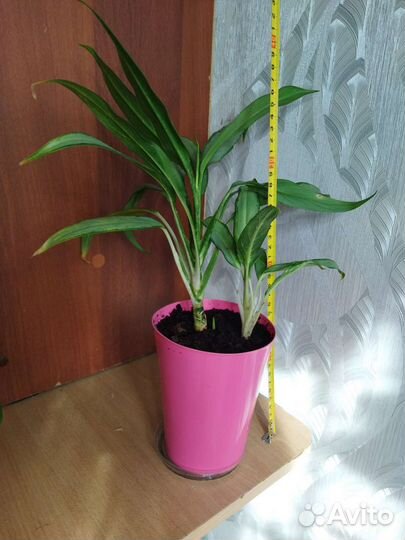 Аглаонема White lance