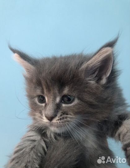Котята мейн-кун