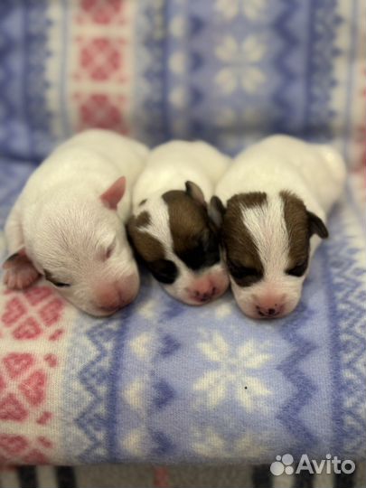 Щенки джек рассел терьер