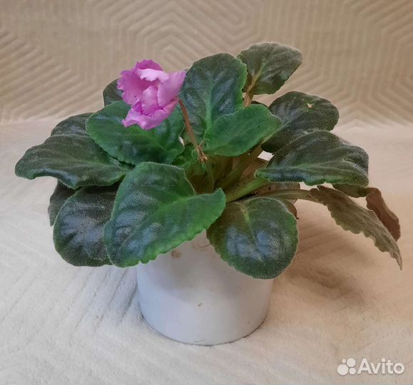 Фиалка сортовые Playful Spectrum