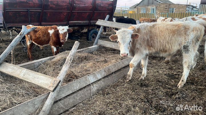 Телки и бычки