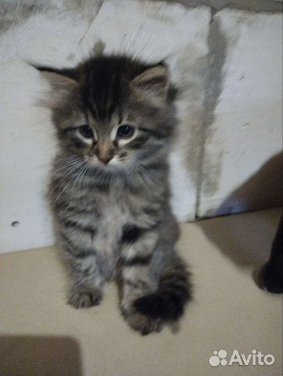 Котики бесплатно
