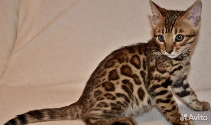 Бенгальские котята