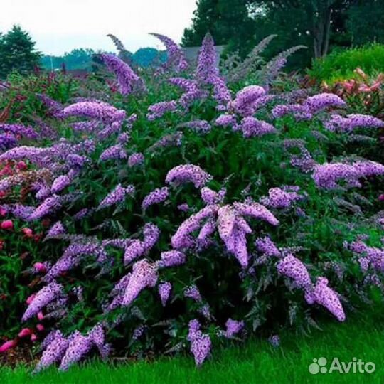 Будлея Клематис Каприфоль Жимоласть