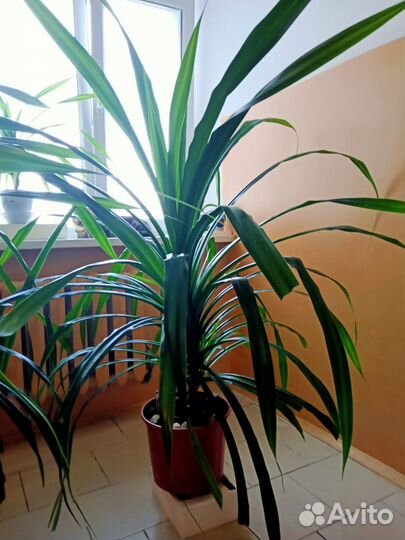 Пальма панданус