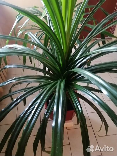 Пальма панданус