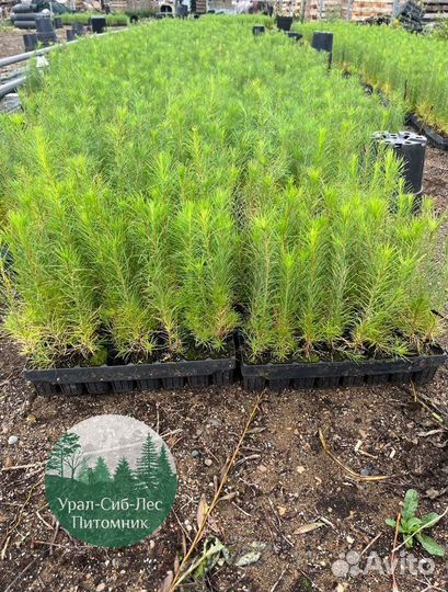 Зкс и окс Сосна Ель Лиственница сеянцы Голуб горн