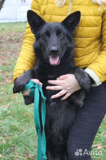 Собака красотка ищет дом