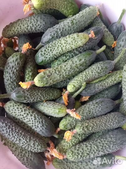 Огурцы. сорта: Герман,кураж,артист,меренга