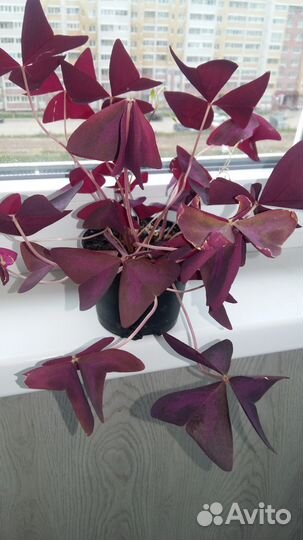 Оксалис (кислица фиолетовая) -цветок бабочка