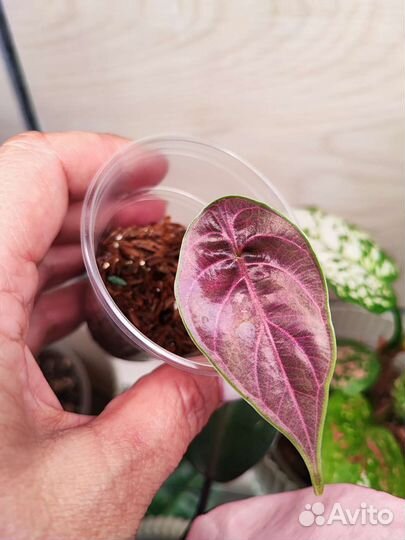 Алоказия Odora Aurea-var.Sabrina,Lukiwan