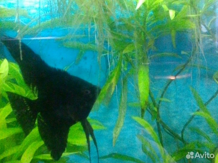 Оранды,цихлиды,Нигры,Горны,петушки,гуппи