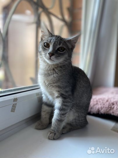 Серая котенок девочка мечтает стать домашней