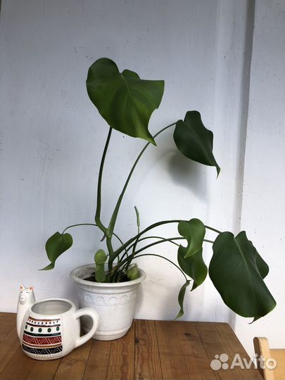 Монстера растение