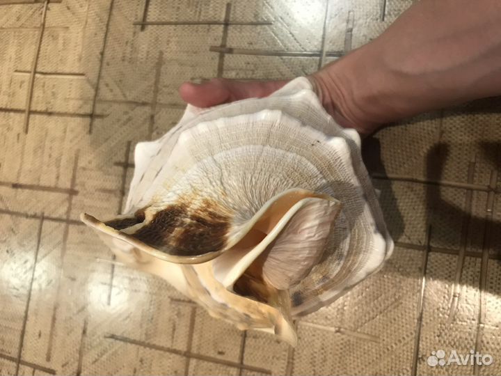 Морская раковина Кассис корнута 22см