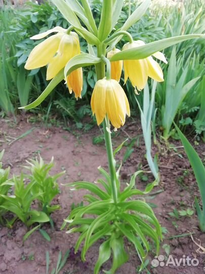 Луковицы рябчика императорского