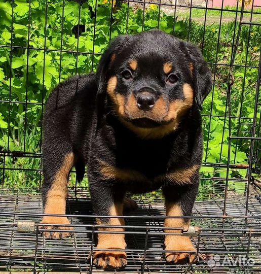 Бомбастики РКФ