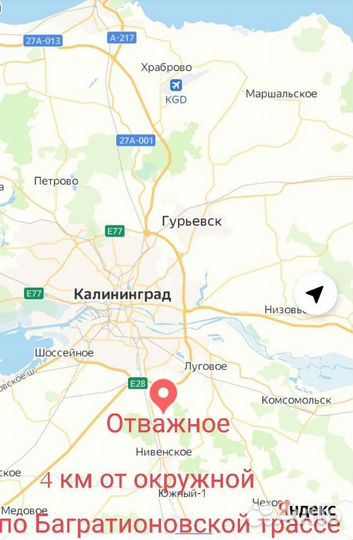 Роза Балерина флорибунда