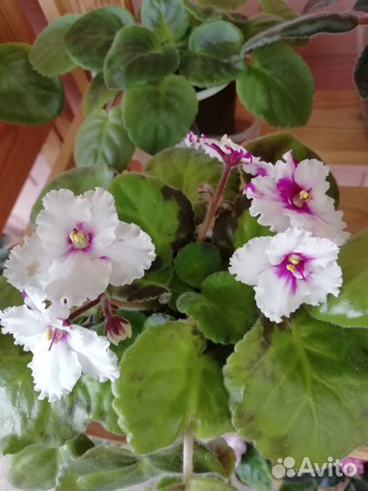 Фиалки взрослые сортовые