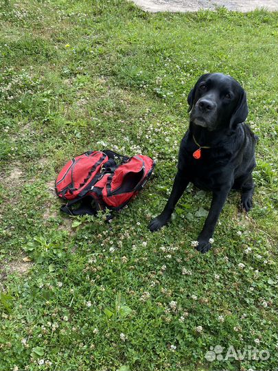 Собачий рюкзак