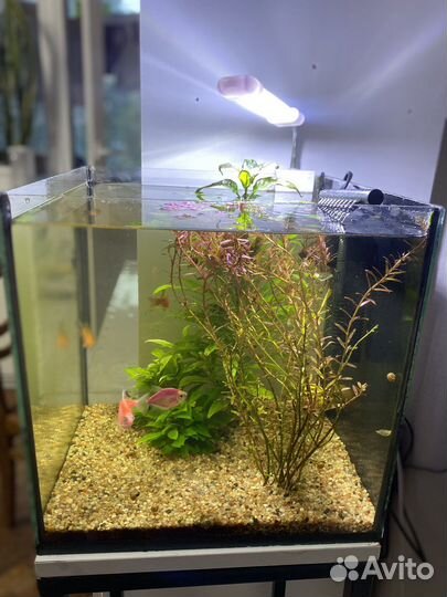 Аквариум